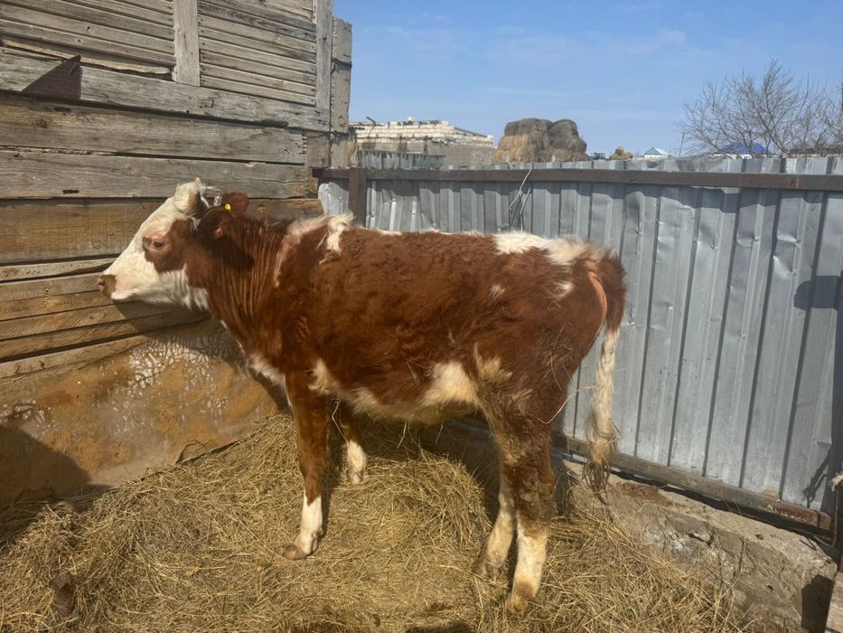 Сатылады алты бука