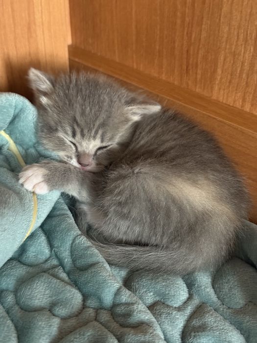 Отдадим котят в добрые руки!