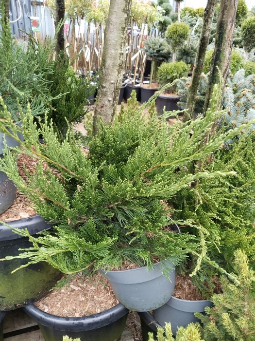 Саженцы большой выбор