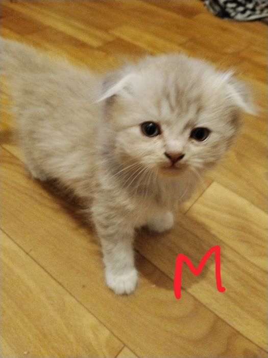 Котята от Вислоухой кошки.