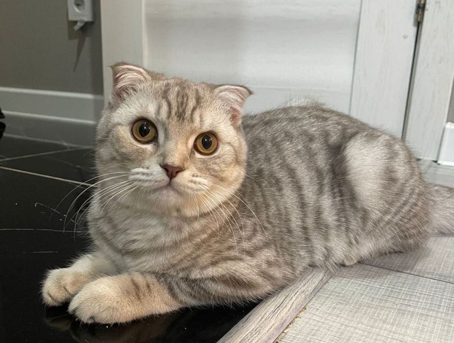 Кошка Скоттиш-фолд