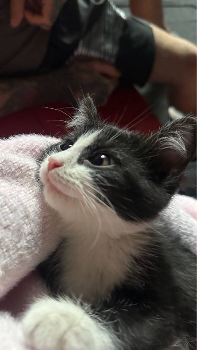 Отдадим котят в хорошие руки!