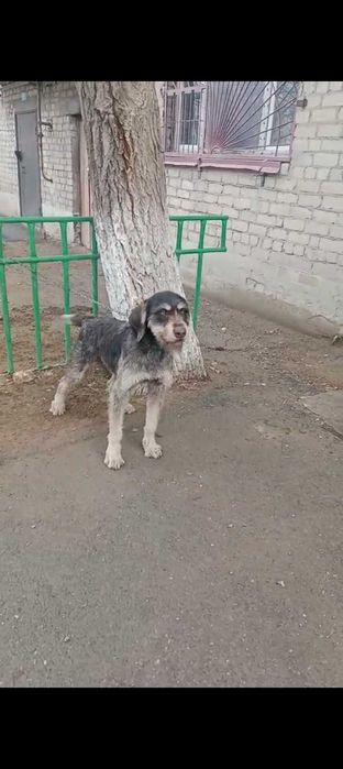 Драдхар сатылады