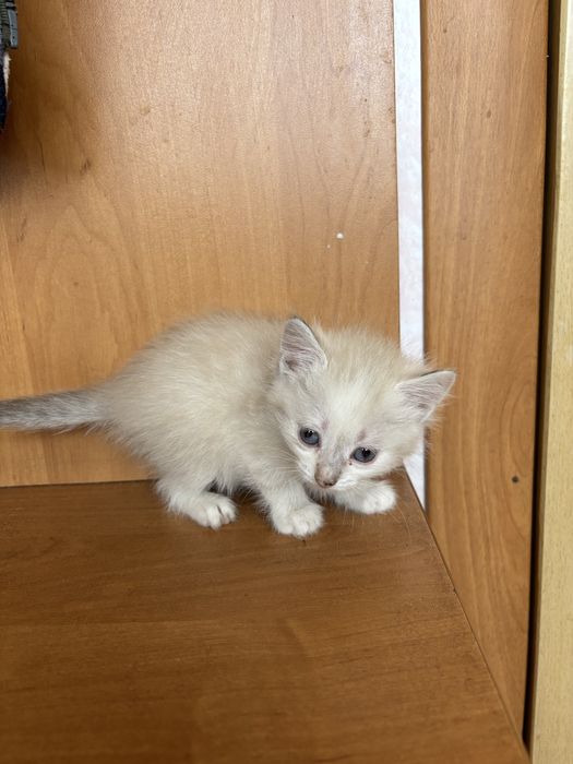 Отдам котят бесплатно