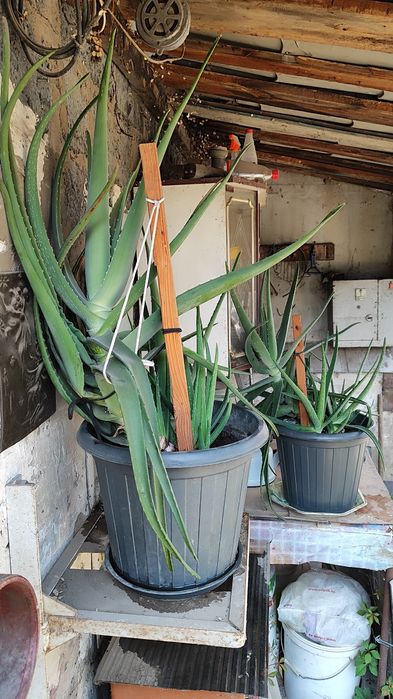 Алоэ- столетник.