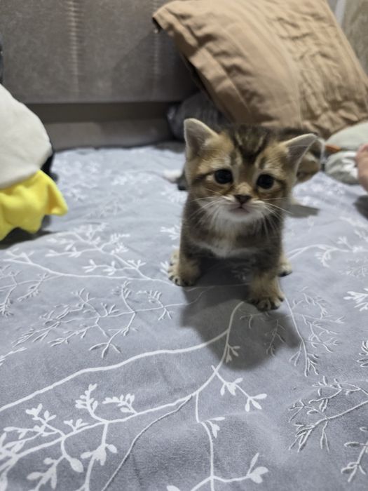 Продаются котята