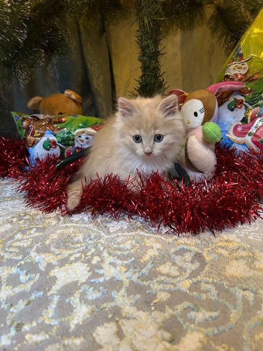 Милый котёнок.