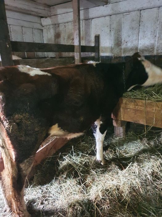 Vacă gestantă de vânzare