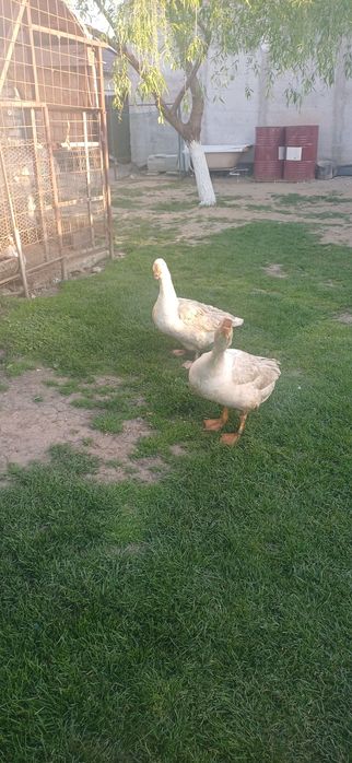 Vand Gâște de prăsilă