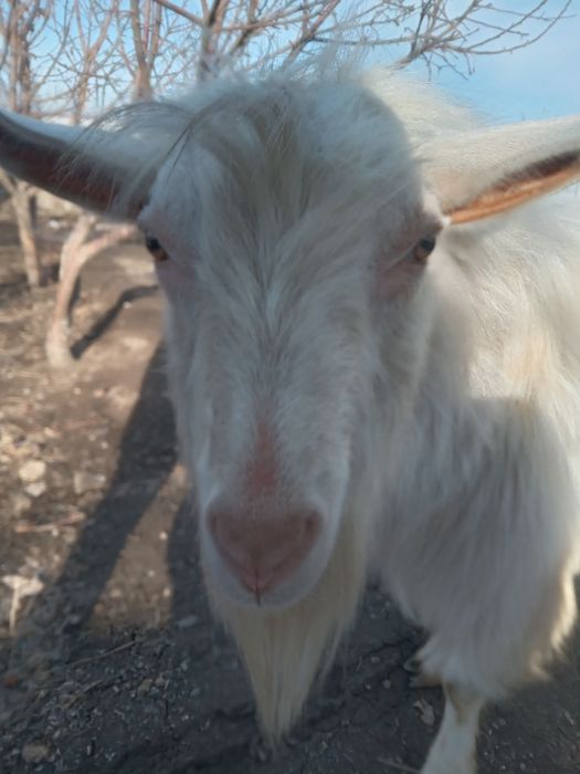Козел теке вязка