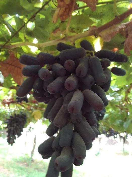 Eng YANGI SORT UZUM Kuchatlari