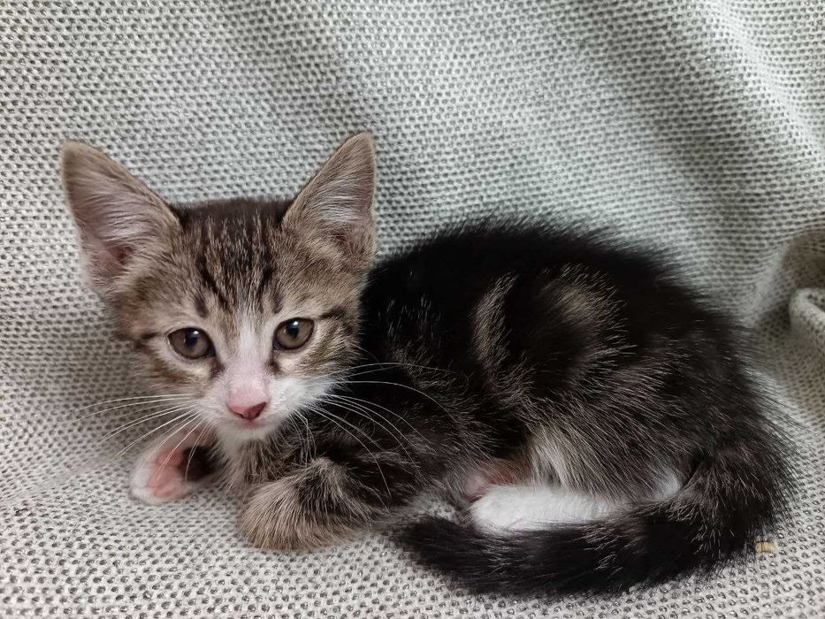 котенок(мальчик)