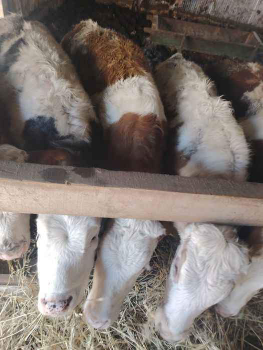 Vitei cu media de 250 kg