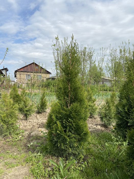 Туя западная 'Смарагд' продается