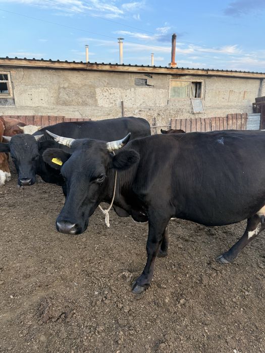 Продам корову  срочно