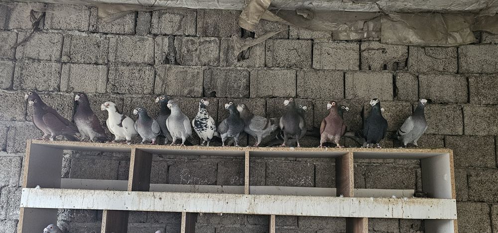 Porumbeii ,duduros si italian