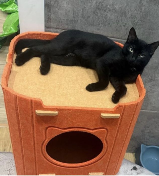 Отдам в хорошие добрые руки