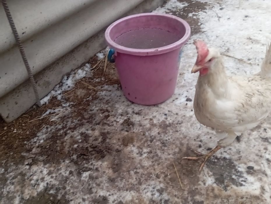 Продам яйцо инкубационное Адлер