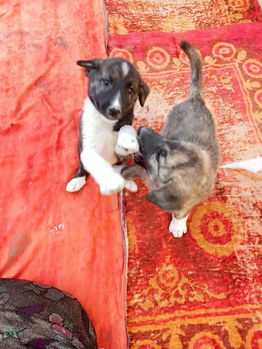 Itlar sotiladi oladiganlar yozsin