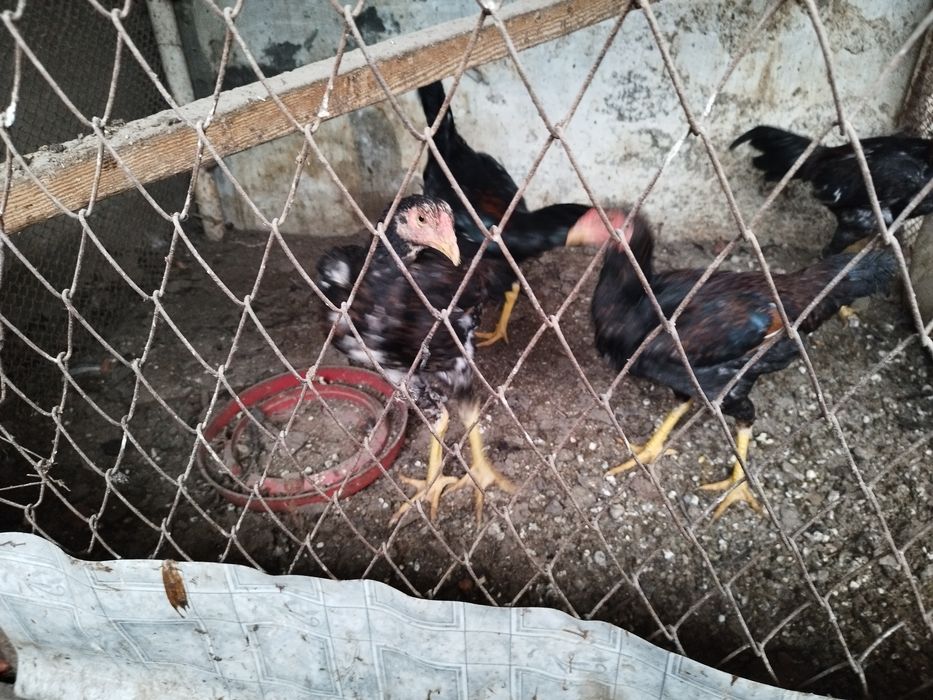 Куланги зотли Жужа Хурозлар