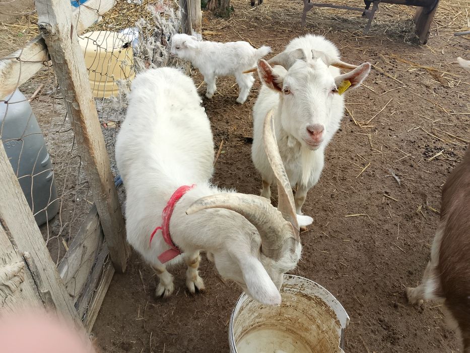 Заанен ешкілер сатылады