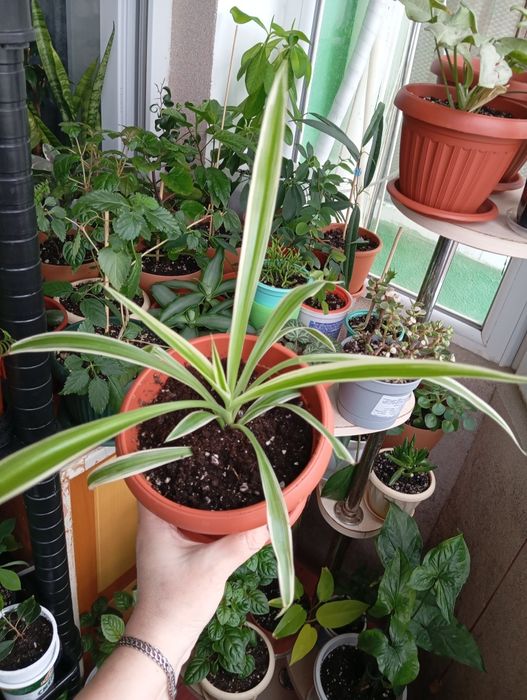 Продам растения цветы