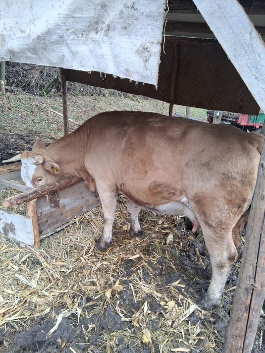 Vacă bălțata românească