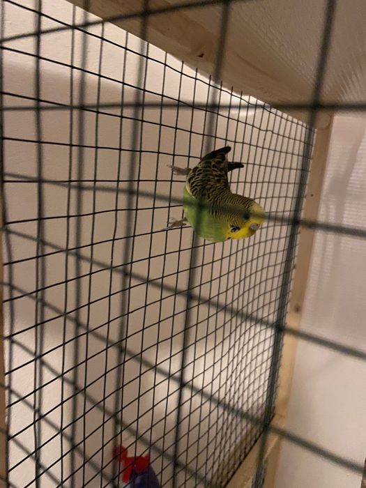 Pereche perusi cu ouă