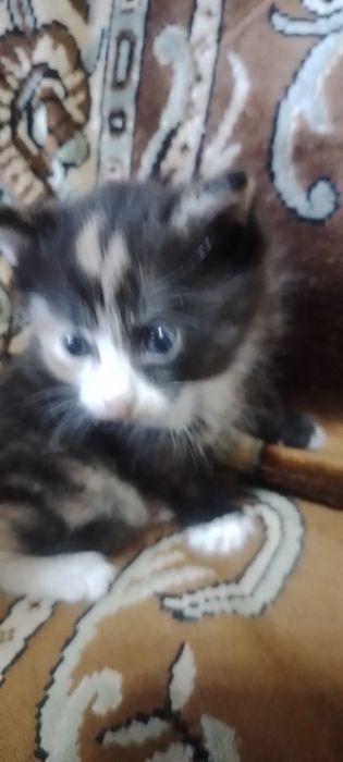 Котята в добрые руки.