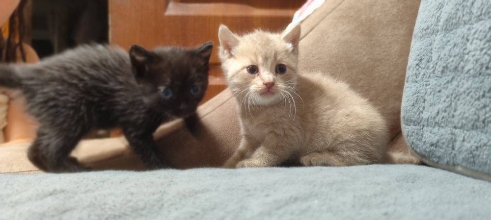 Отдам бесплатно котят мальчик и девочка