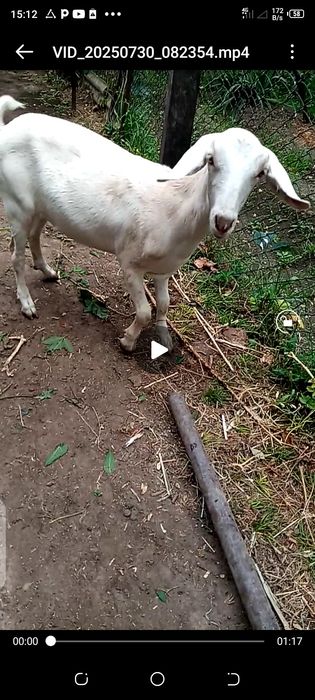 Козочка высокоудойной козы