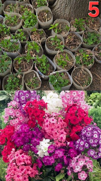 Растения для улицы