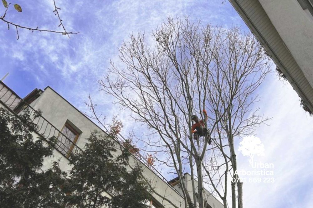 Toaletare Taiere Copaci Pomi - Servicii Firma Alpiniști Baia Mare