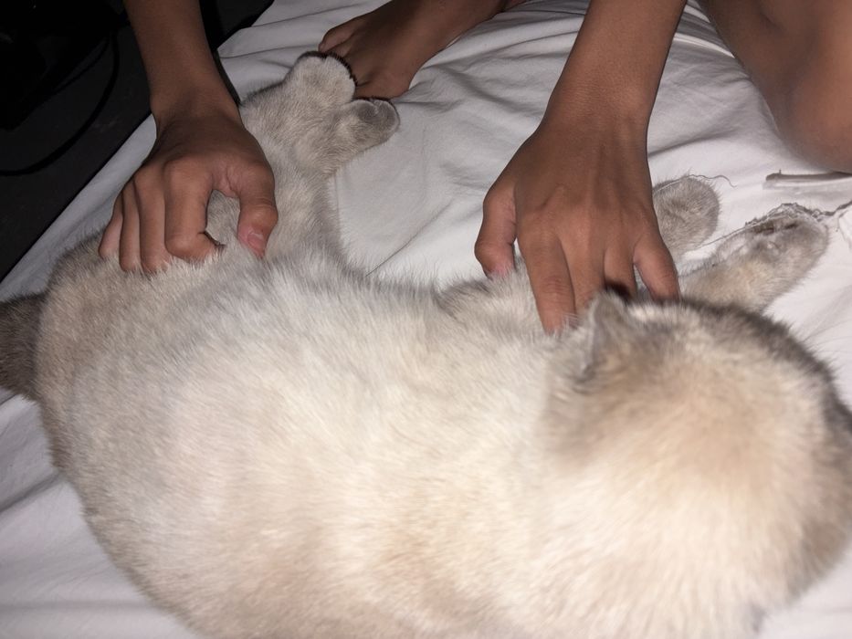 Кошка веслаухая породистая