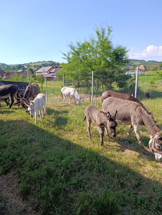 Măgărițe cu pui 1l lapte la zi