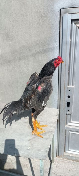 Кореец шоже сатылады