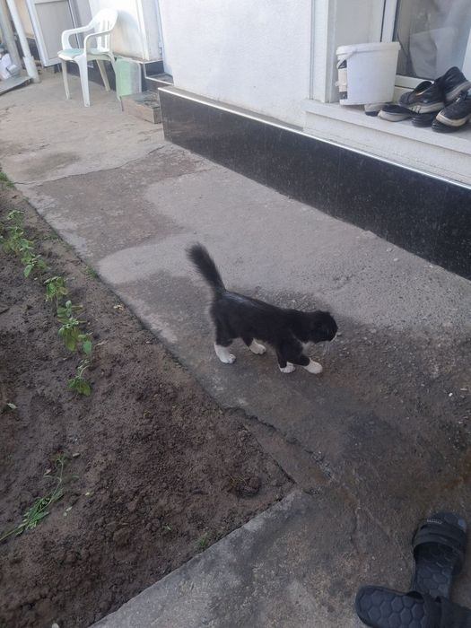 Oq qora rangli mushuk uy mushugi