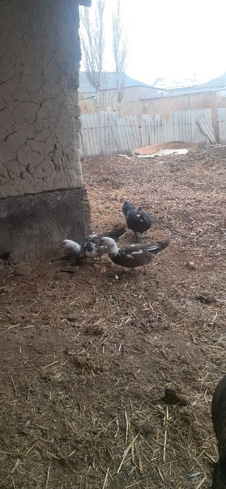 Индиутка 2 макиан 1 кораз