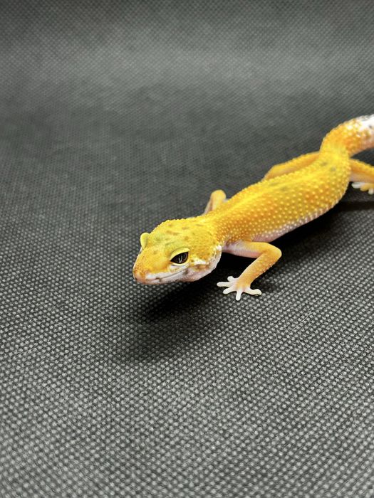 Бебета леопардови гекони и др.