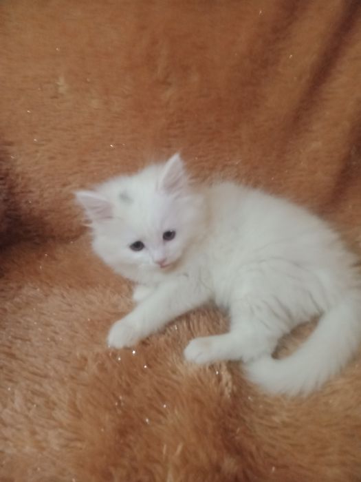 Продается скотиш страйт хайленд.