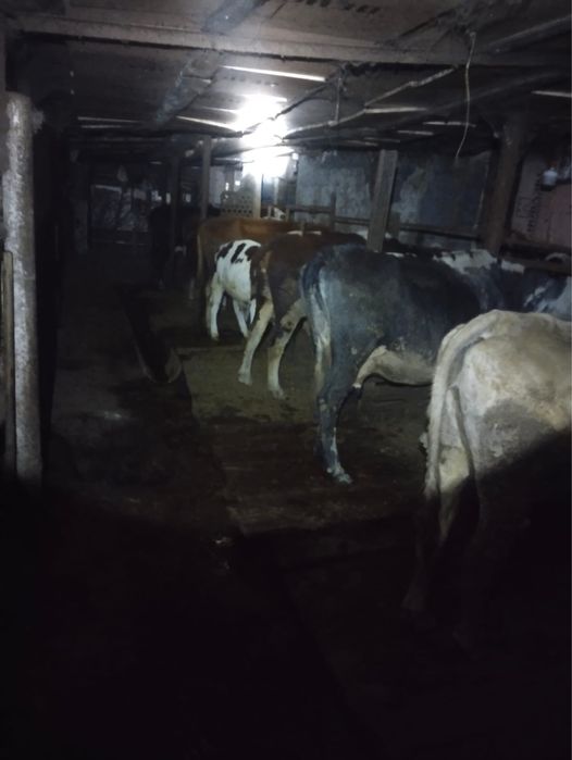 Продаються коровы