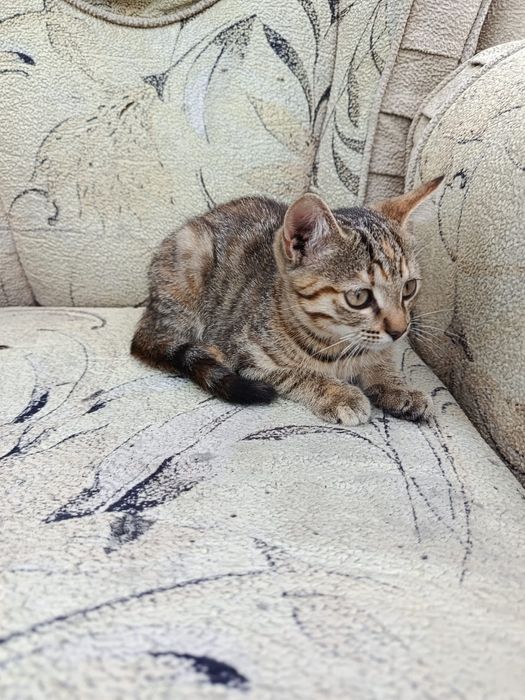 Одам котят бесплатно