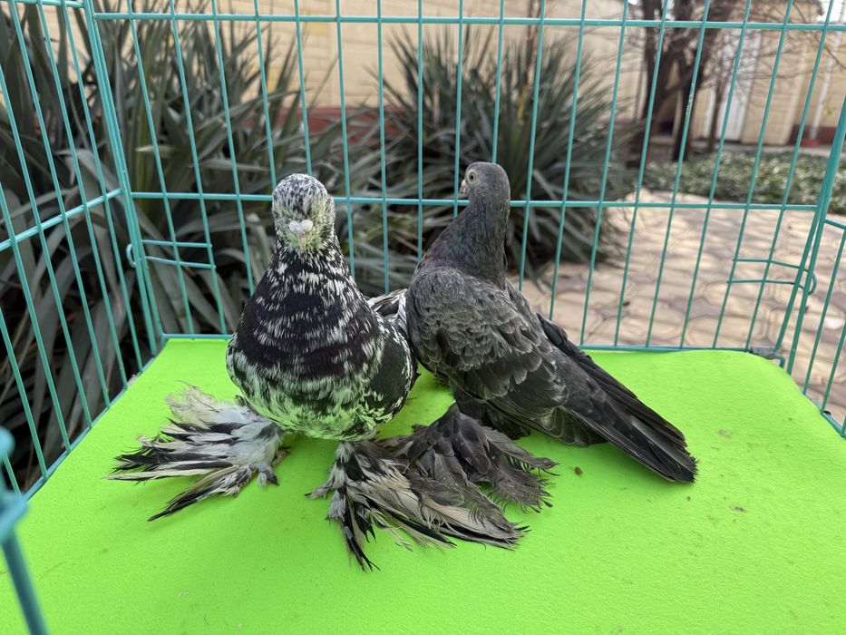 Голуби жолтые пара