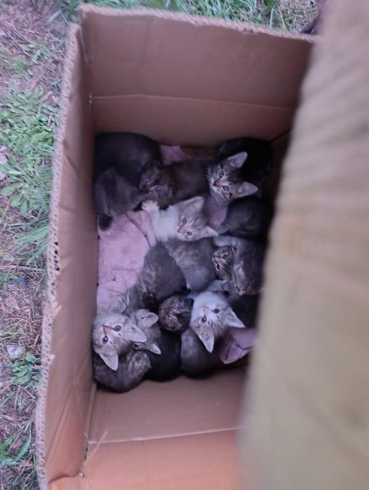 Ищем дом для спасённых малышей.