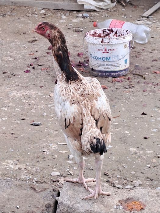 Бойцовская курица