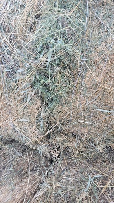 Сена люцерна в рулонах