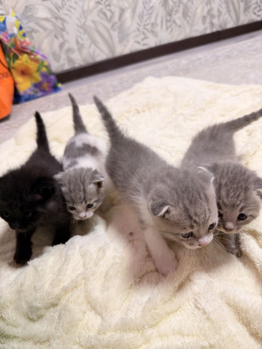 продаю котят , породистых