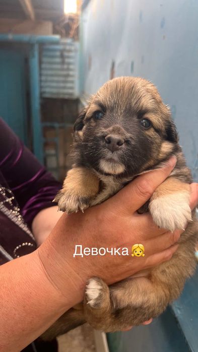 Девочки щенята ищут дом