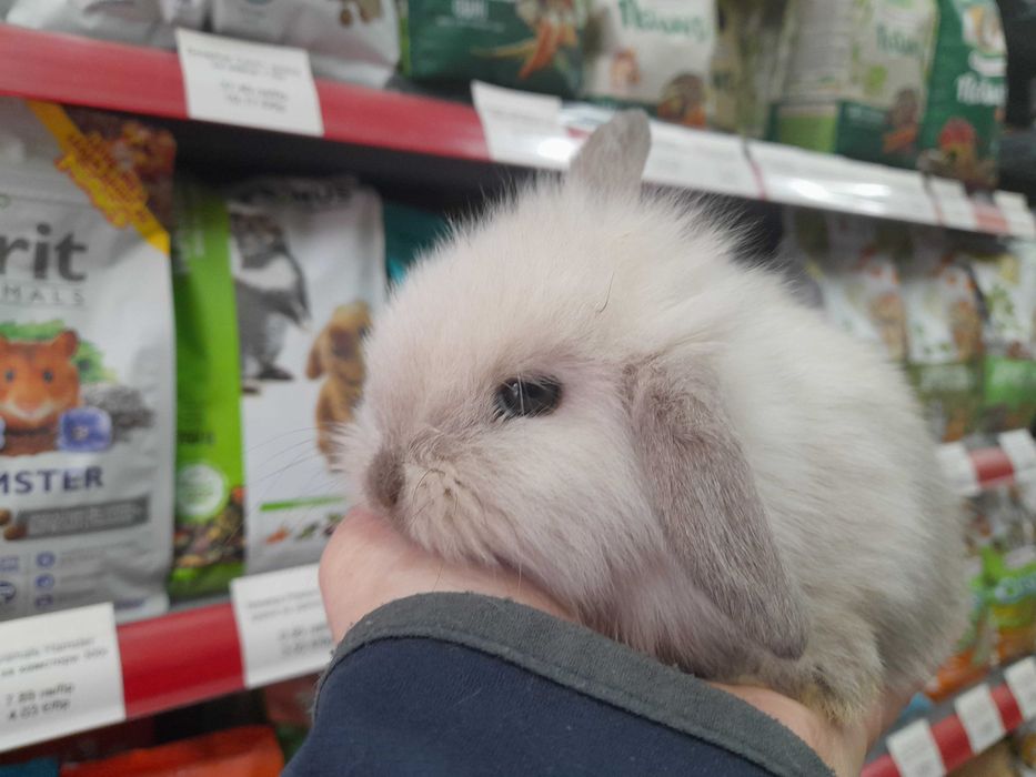 Декоративно клепоухо зайче Мини Лоп (Mini Lop)