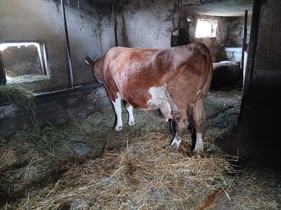 Vaci  de vanzare gestante si cu lape